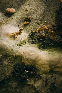 High angle view of turtle in water