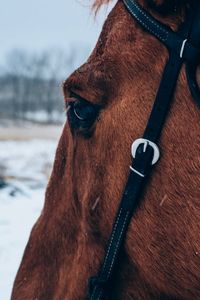 Close-up of horse