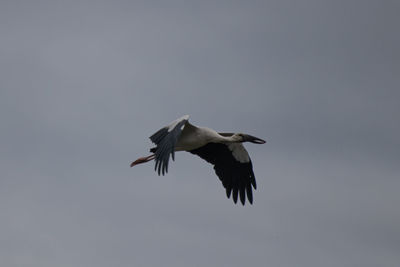 Low angle view of a bird flying