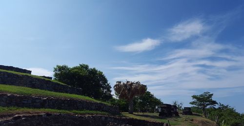 Trees on field against sky