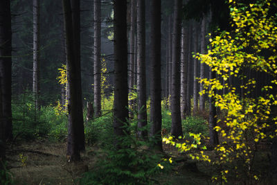 View of trees in forest