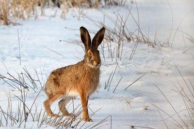 Rabbit in the cold winter watches the photographer