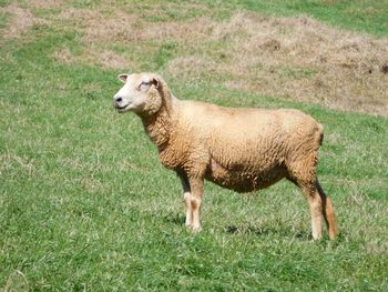Sheep standing in a field