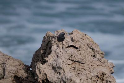 Close-up of rock formation on sea shore