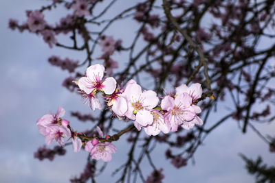 Low angle view of pink flowers blooming in park