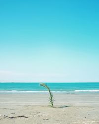 Scenic view of beach against clear blue sky