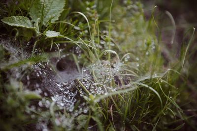 Dew and cobweb