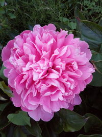 Close-up of pink rose flower