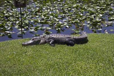 View of a reptile in a garden