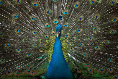Full frame shot of peacock