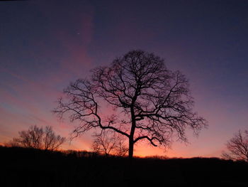 Silhouette of tree at sunset