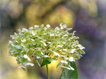 White hydrangea bloom in golden light