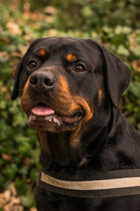 Close-up portrait of dog