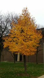 Autumn trees in park