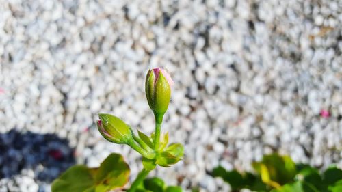 Close-up of green flower buds growing outdoors