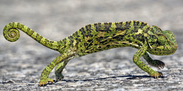 Chameleon on the road