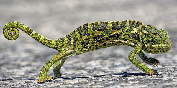 Close-up of a lizard on leaf