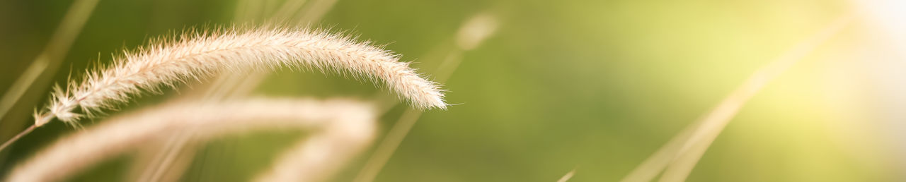 Close-up of dandelion growing on field