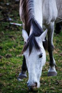 Close-up of horse standing on field