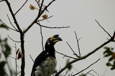 Low angle view of bird perching on branch