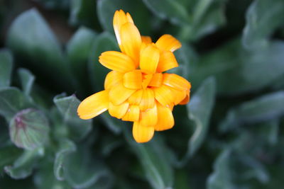 Close-up of yellow flower