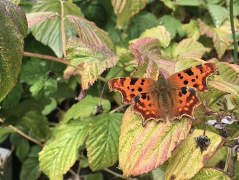 Close-up of butterfly on leaf