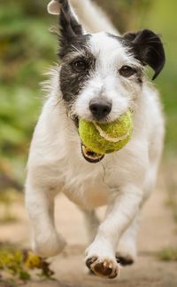 Close-up portrait of dog