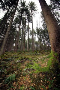 Low angle view of bamboo trees in forest