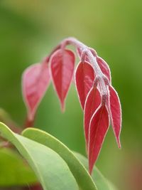 Close-up of red leaves on plant