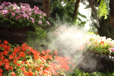 View of flowering plants in water