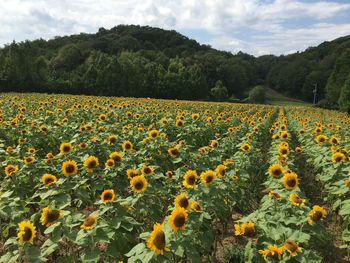 Scenic view of sunflower field against cloudy sky