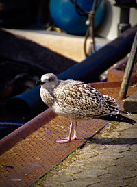 Close-up of seagull perching on the wall