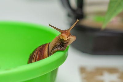 Big and curious achatina snail