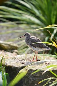 Close-up of bird perching on rock