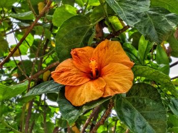 Close-up of orange flower