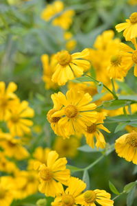 Close-up of yellow flowering plant