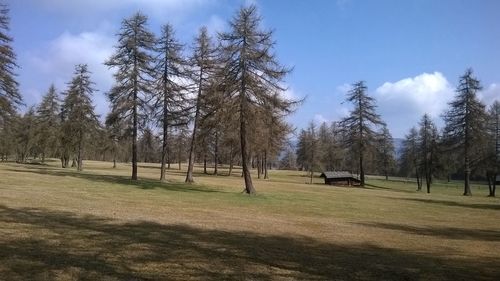 Trees in park against sky