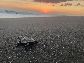 Scenic view of sea during sunset