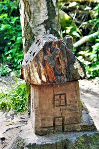 Close-up of tree stump in forest