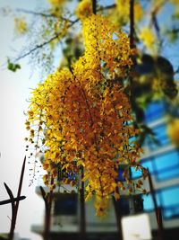 Low angle view of yellow tree against sky