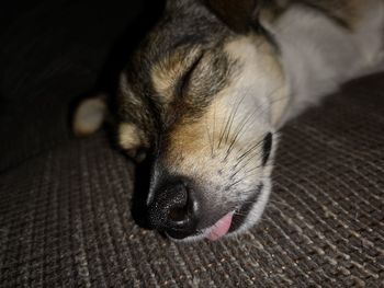 Close-up of dog sleeping