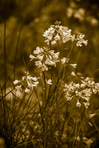 Close-up of flowers blooming on field