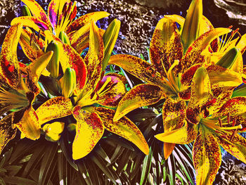 Close-up of yellow flowers