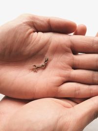 Close-up of insect on hand