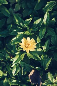 Close-up of flowers blooming outdoors