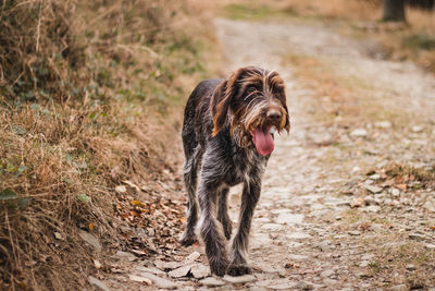 Bohemian wire-haired pointing griffon walks in total wilderness, watching over his master