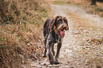 Dog running in a field