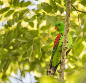 Bird perching on a branch