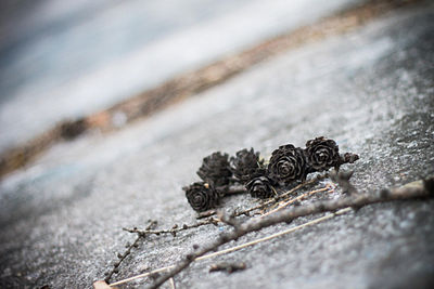 Close-up of caterpillar