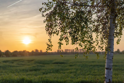 Trees on field against sky during sunset